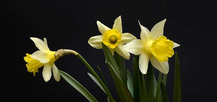 Three yellow daffodils against a black background