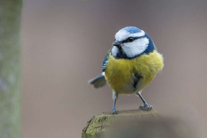 Blue tit bird perched on a wooden post