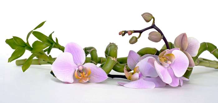 Lucky Bamboo and Purple Orchids on White Background