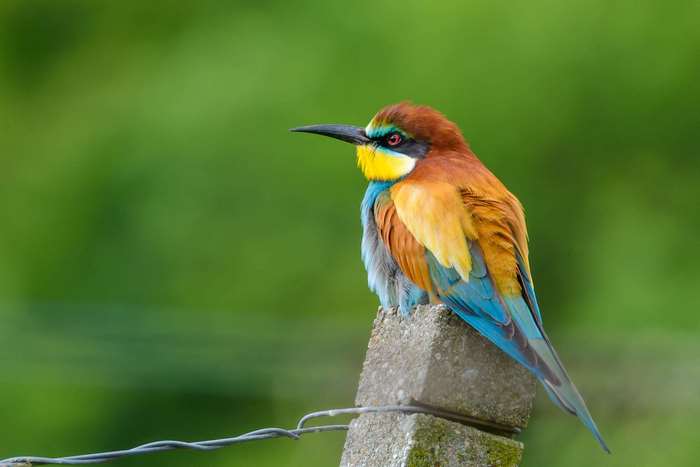 European Bee-eater perched on a concrete post