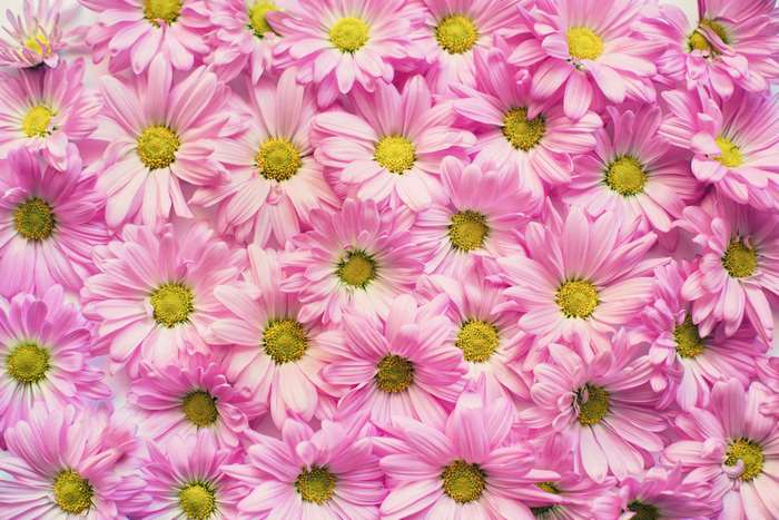 Pink daisies with yellow centers, close-up