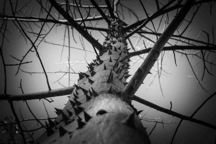 Thorny tree trunk and branches