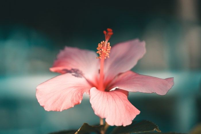 Close up of a pink hibiscus flower with stamen