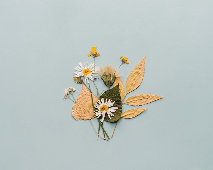 Dried flowers and leaves arrangement on a light blue background