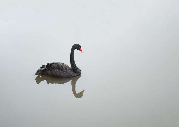 A black swan with a red beak floats on calm water