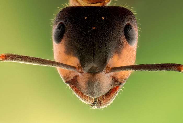 Extreme close-up of an ant's head with antennae