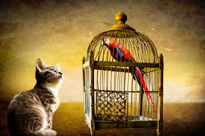 Cat watches a parrot in a golden cage