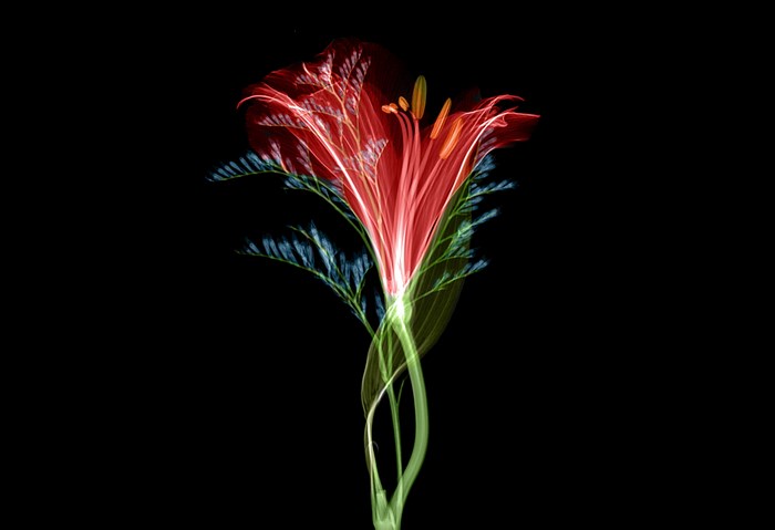 X-ray of a red lily with green stems on black background