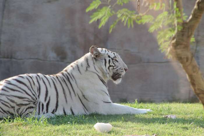 White tiger lying on grass