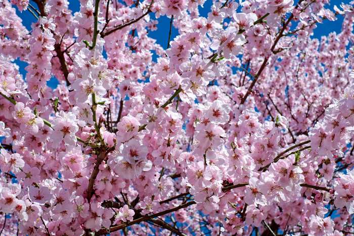 Pink cherry blossoms on branches against blue sky
