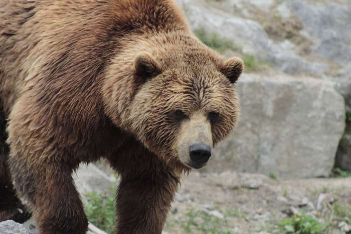 Brown bear walking in rocky terrain