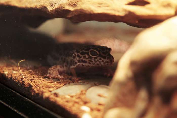 Leopard gecko in a terrarium with wood and rocks
