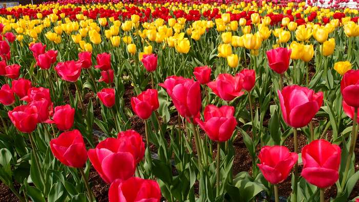 Field of red and yellow tulips in bloom