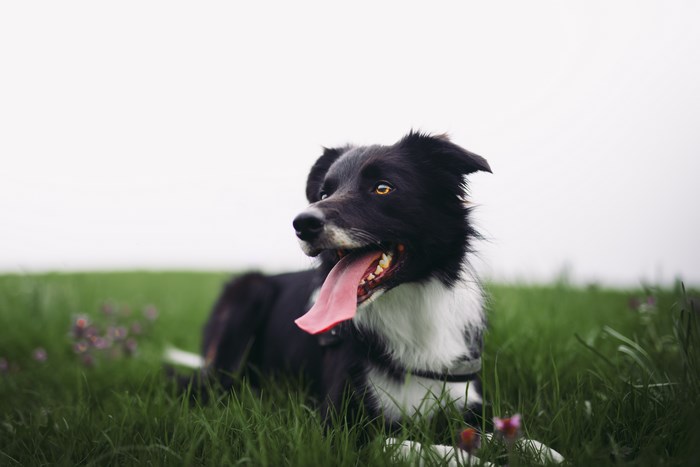 Border Collie dog lying in a grassy field