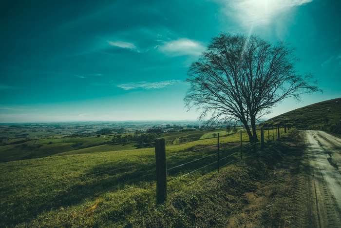 Dirt road and tree in rolling green hills landscape 4K