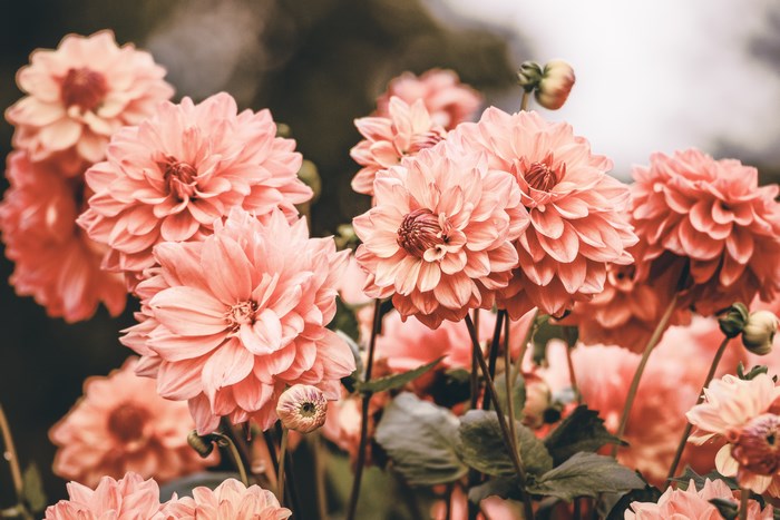 Close-up of pink dahlias in bloom