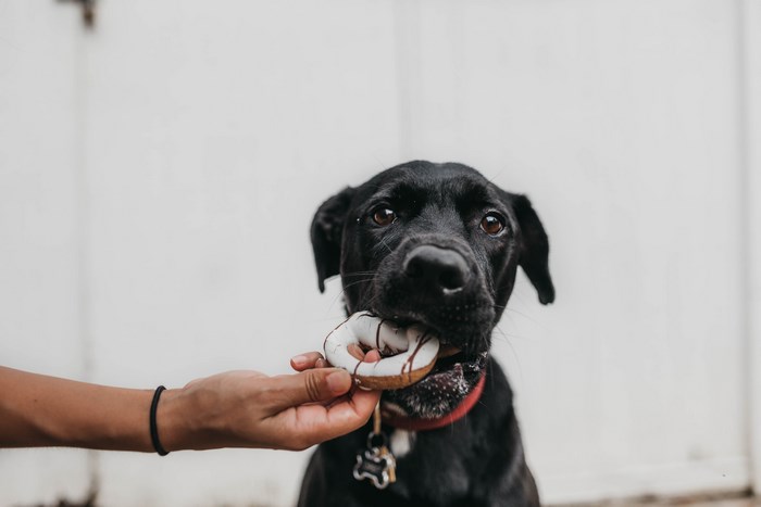 Black dog eating a donut from a hand