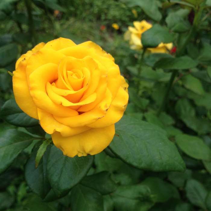 A close-up of a vibrant yellow rose with green leaves