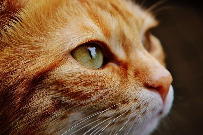 Close up of an orange tabby cat's face