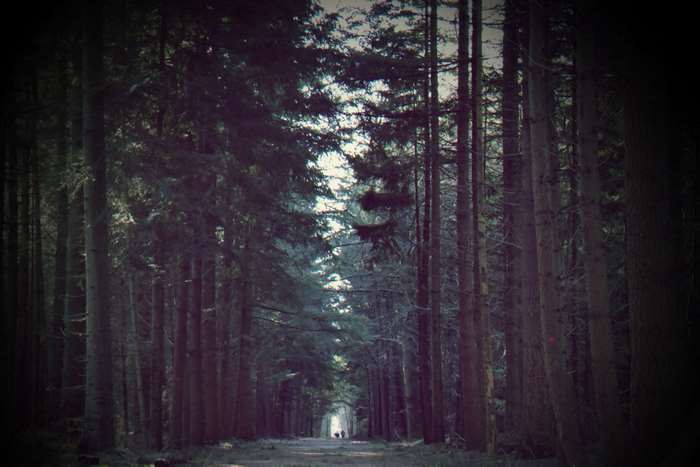 Pathway through a dark evergreen forest