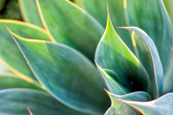 Close-up of Agave Attenuata succulent leaves
