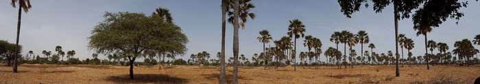 Palm trees and acacia tree in Senegal 4K