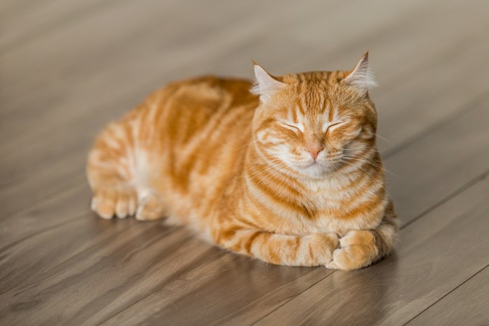 Orange tabby cat sleeping on a wooden floor