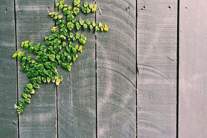 Green vines climbing on a weathered wooden fence