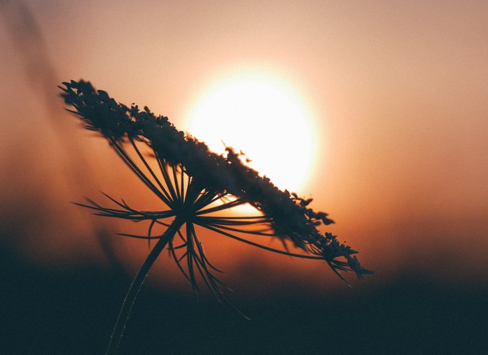 Silhouette of a flower against the sunset