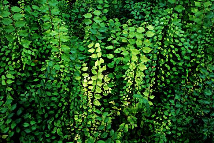 Wall of green foliage with some lighter leaves
