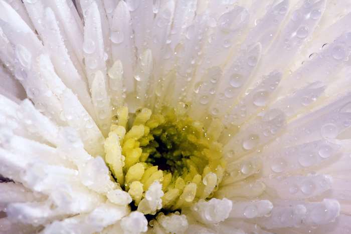 Close up of a white chrysanthemum with dewdrops