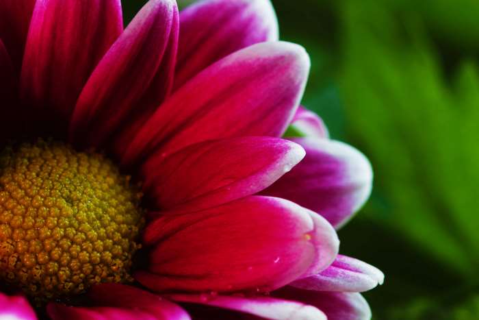 Macro shot of a pink and white chrysanthemum flower with a yellow center
