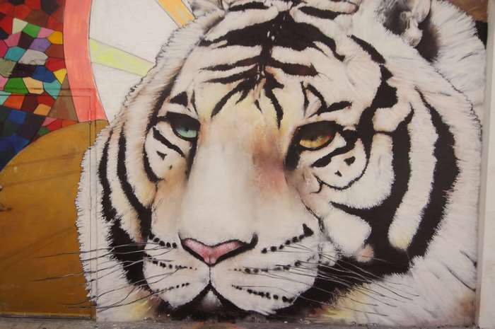 Mural of a white tiger's face with colorful background