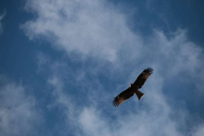 Eagle flying in the sky 4K