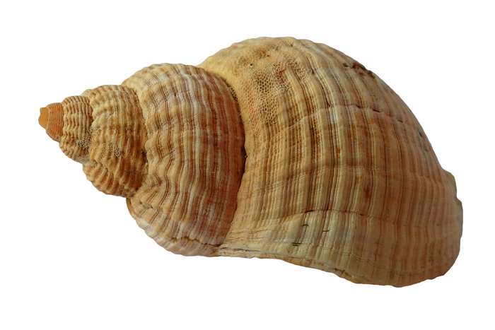 Close-up of a spiral seashell