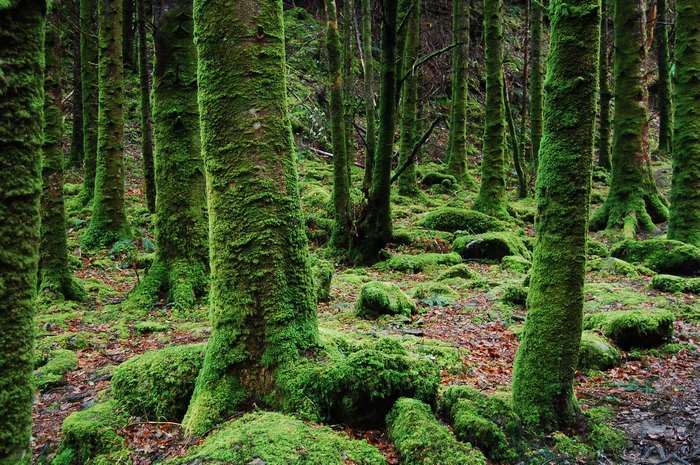 Moss-covered trees in a dense, green forest