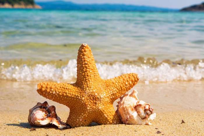 Starfish and seashells on a sandy beach with ocean waves