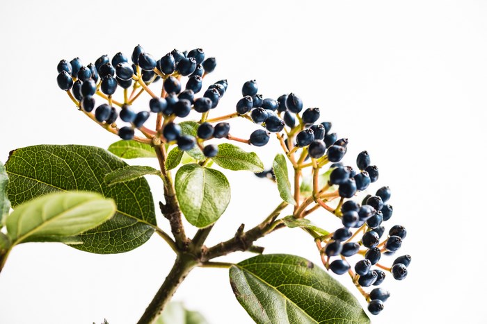 Close-up of dark blue berries on a branch with green leaves
