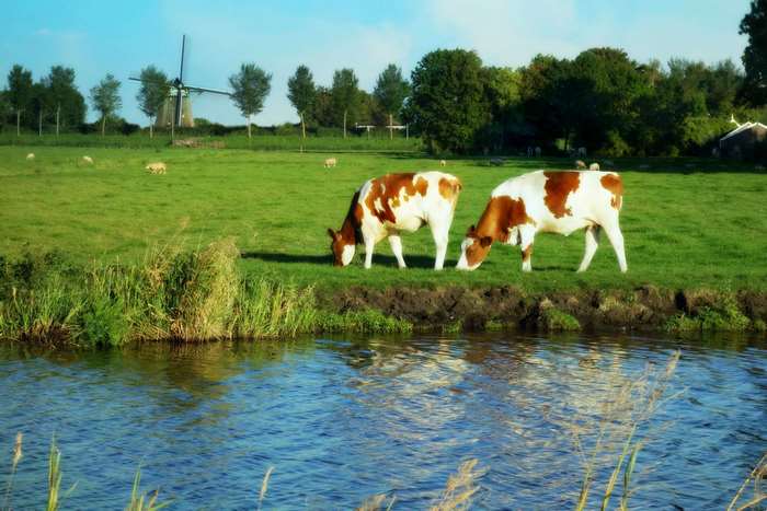 Cows grazing in a Dutch landscape with a windmill