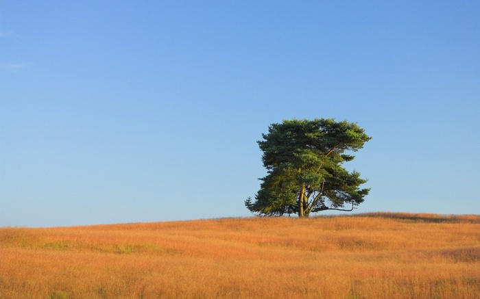 Lone pine tree on a golden field under a clear blue sky