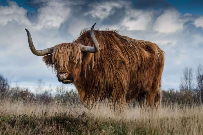 Highland cow with long horns in a field