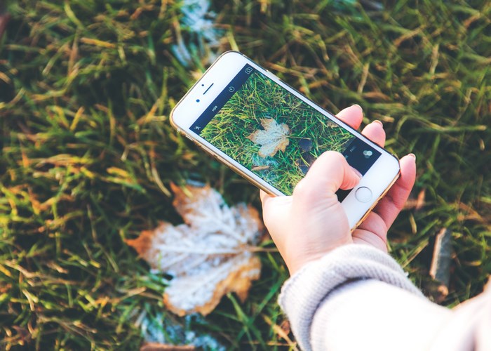 iPhone taking a photo of a frosted leaf on grass