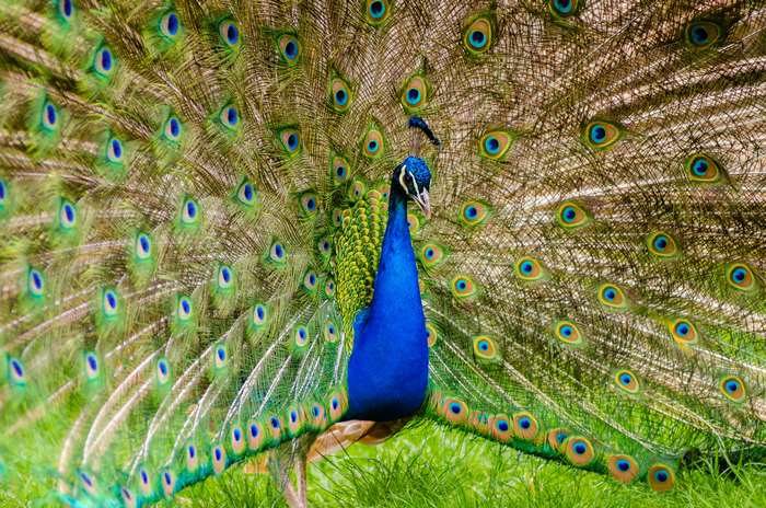 Peacock displaying its colorful plumage in grass