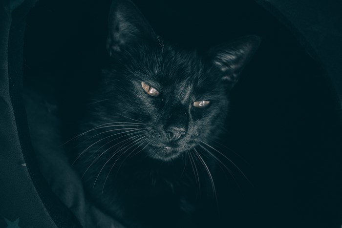 Black cat with hazel eyes in darkness