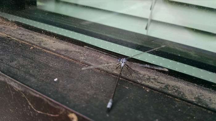 Dragonfly on a dusty window sill