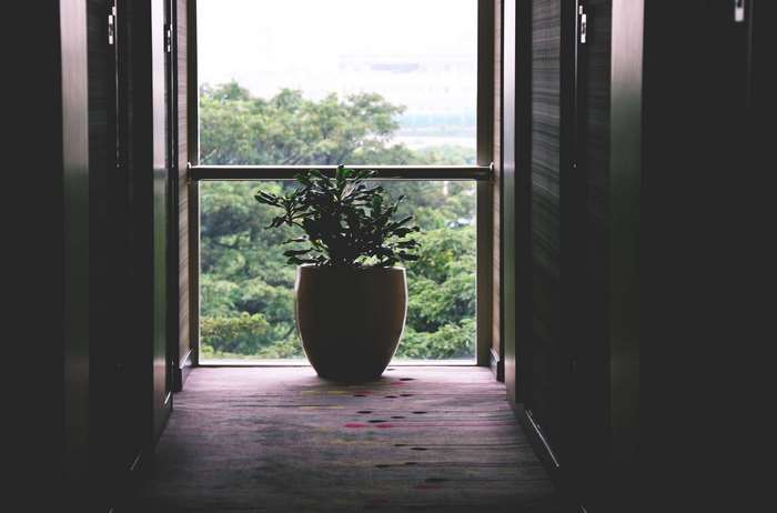 Potted plant in a hallway by a window overlooking trees