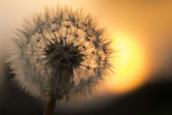 Dandelion seed head at sunset 4K