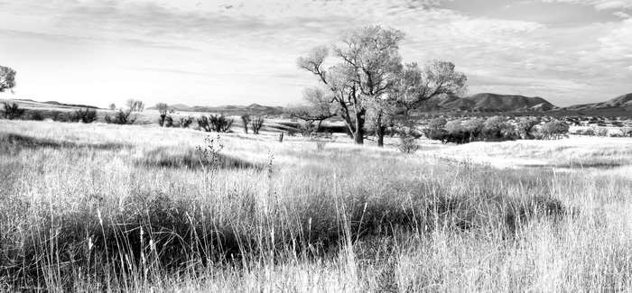 Black and white landscape with trees and fields