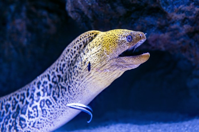 Moray eel with a cleaner wrasse fish