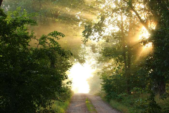 Sunbeams through a misty forest path